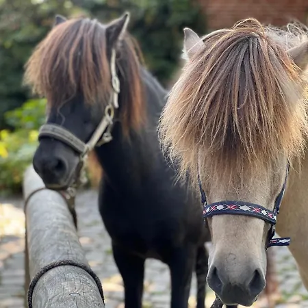 Vidja Διαμέρισμα